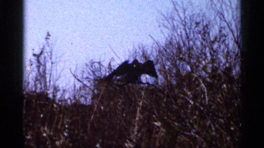 1966: crow spreading its wings on a wooden branched tree FLORIDA