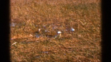 1966: birds are walk around at the grass open place to get the food