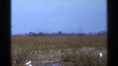 1966: beautiful view of mother nature in a grass field with white birds