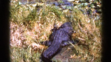 1966: Alligator or Crocodile Lays in Muddy Swampy Marsh on Blazing Hot Day