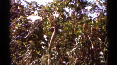 1966: tree branches swaying in the breeze. FLORIDA