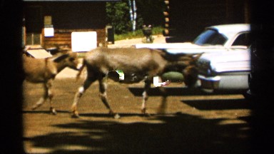 1965: donkey stable area where donkeys are walking beside a car near countryside