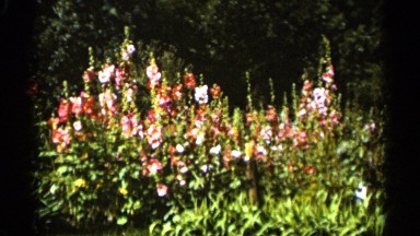 1965: a group of flowers are placed together at the garden