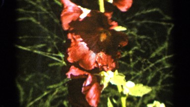 1965: a bright, deep red flower sits on a stem in a garden with overgrown brush
