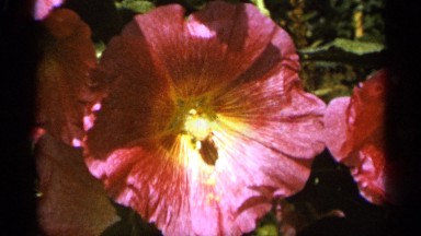 1965: a close view of a brightly colored flower in sunny weather DULUTH