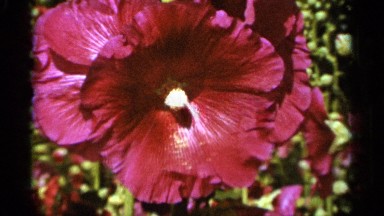 1965: the beautiful hibiscus flowers in the garden