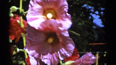 1965: cameras flash as flowers' beauty is captured DULUTH MINNESOTA