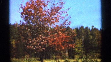 1965: a tree with red leaves stands out against forest of green trees DULUTH