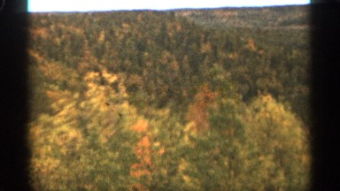 1965: nature of wildlife survey on the program, vintage clip