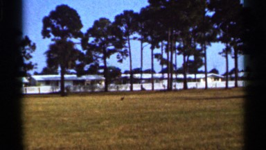 1966: the empty ground near to big tree and building white paint morning time