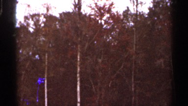 1966: multi layer forest accumulated with trees, maintaining the ecosystem