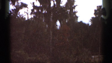 1966: beautiful nature place around the forest with childishness FLORIDA