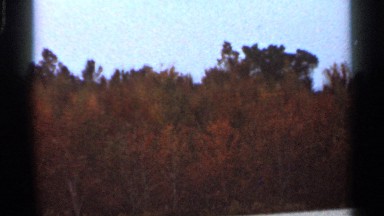 1966: a forest of trees turning orange FLORIDA