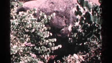 1964: some plants are located at the ground and it moves little
