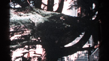 1964: the video file is capture the big tree it had many branches and leafs