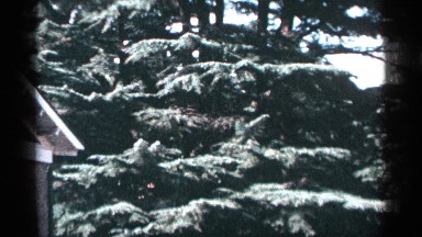 1964: the camera zooms slowly upwards to show the top of an old tree WASHINGTON