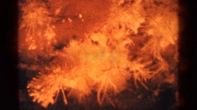1964: it looks like a group of flowers and also like yellow frame