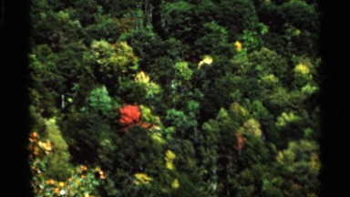 1964: dark green vegetation, closed placed, varying color amidst. WEST VIRGINIA