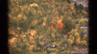 1965: red, orange, and green leaves are seen on branches DULUTH MINNESOTA