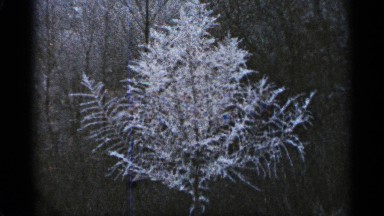 1965: lone crystallized tree DULUTH MINNESOTA