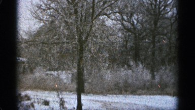 1965: the slow car view near to dark forest huge tree wood morning time