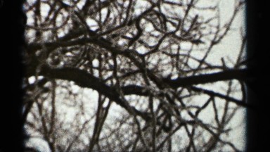 1965: footage of a tree without leaves and many connected branches DULUTH