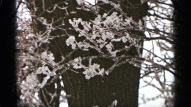 1965: nature view the tree cover for the snow leafless tree DULUTH MINNESOTA