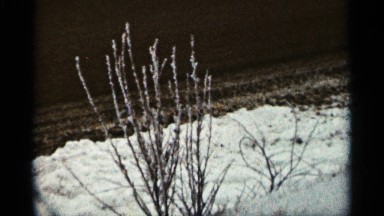 1965: windy winter blowing bush DULUTH MINNESOTA