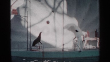 1958: a man playing ball with dolphin at the ground near to the water