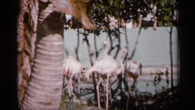 1958: the beauty of mother nature view of group of flamingos near the lake