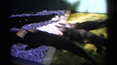 1958: A Group of Alligators Resting in an Enclosure. FLORIDA