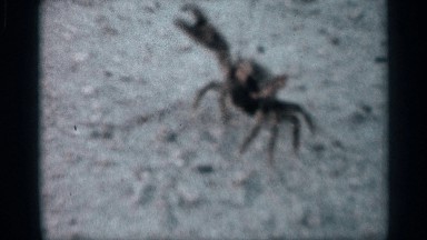1958: some one trying to catch a crab FLORIDA