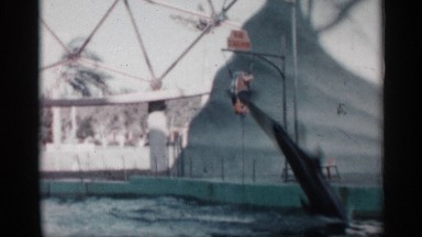 1958: a dolphin show in a theme park FLORIDA