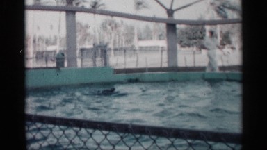 1958: man standing over pool waving arms at dolphins. FLORIDA