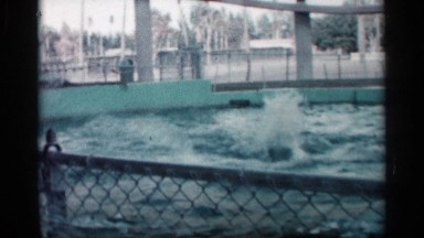 1958: a wonderful water show where sea animals do tricks for people to see.