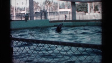 1958: a dolphin doing tricks FLORIDA