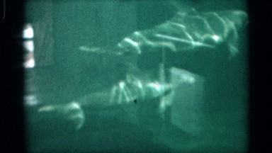 1958: some fishes are moving fast at the water one tortoise