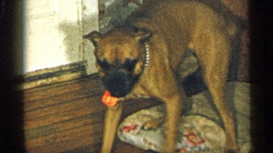 1955: dog walking on a bench then a toddler walks in the room. NEW YORK