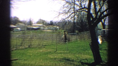 1959: woman adjusts bare branches before lifting hedge shears in garden ARIZONA