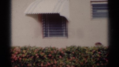 1959: it is a house garden many plants are spotted here and it had flowers