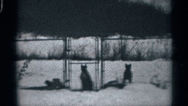 1959: dog playing with more dogs as snows in wall and around forest places