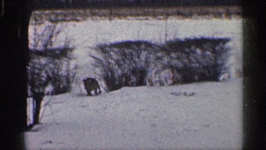 1959: the park place to run the dog wall out side near one man give the food