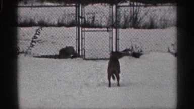 1959: a small dog runs to the metal gate and then a man comes to open the gate