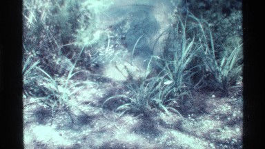 1973: Hot Water Geyser Erupting Amid Plants in Florida