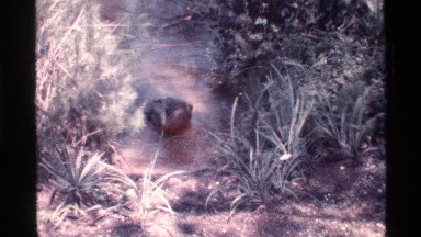 1973: crocodile putting his head out of water and shaking his head. FLORIDA