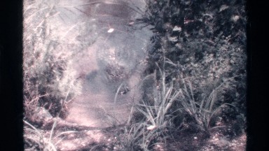 1973: alligator swimming in swamp FLORIDA