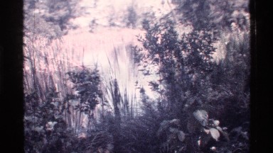 1973: beautiful nature place around the forest FLORIDA