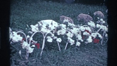 1969: dozens of white flowers in the ground with a few red roses OHIO