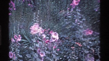 1969: zoom in of flowers OHIO
