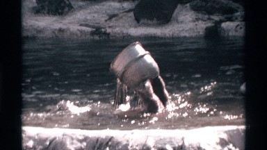 1969: wild animal playing with a bucket in water area. NEW YORK CITY